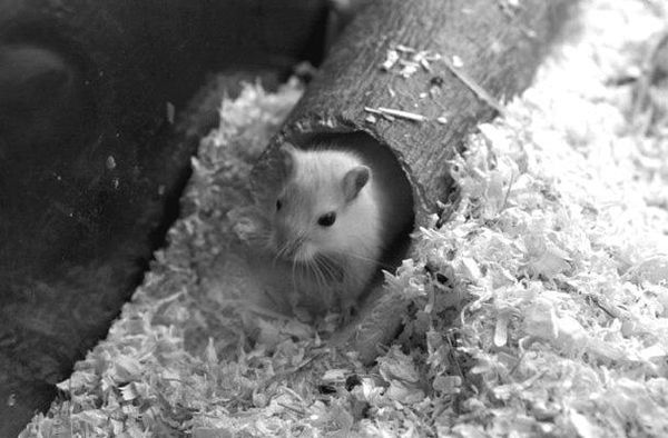 Дарья Нестерова - Хомячки