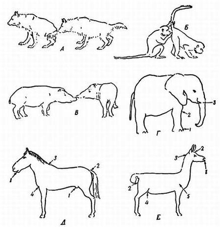 Рени Шовен - От пчелы до гориллы