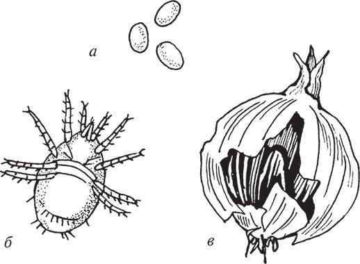 Сергей Кашин - Защита от болезней и вредителей сада и огорода. Эффективная...