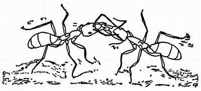 Рени Шовен - От пчелы до гориллы