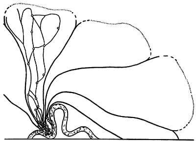 Рени Шовен - От пчелы до гориллы