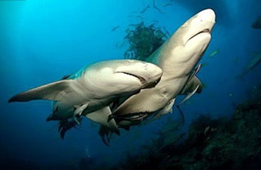 Владимир Коркош - Этот загадочный подводный мир