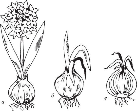 Сергей Кашин - Защита от болезней и вредителей сада и огорода. Эффективная...