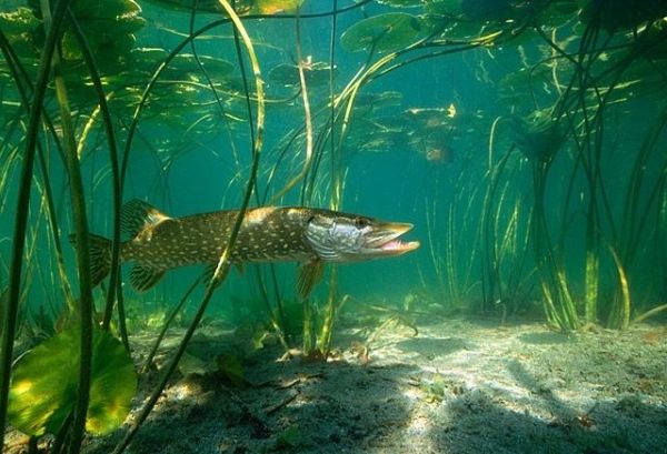 Владимир Коркош - Этот загадочный подводный мир