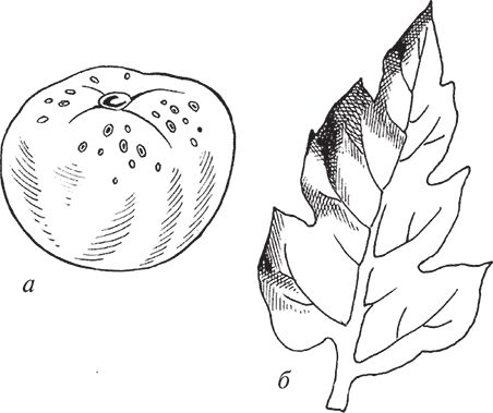 Сергей Кашин - Защита от болезней и вредителей сада и огорода. Эффективная...