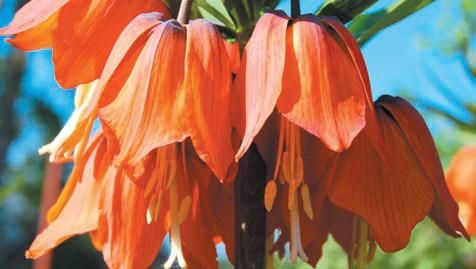 Лариса Петровская - Луковичные цветы: выбираем, выращиваем, наслаждаемся