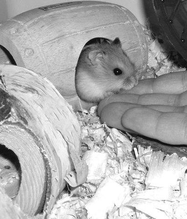 Дарья Нестерова - Хомячки