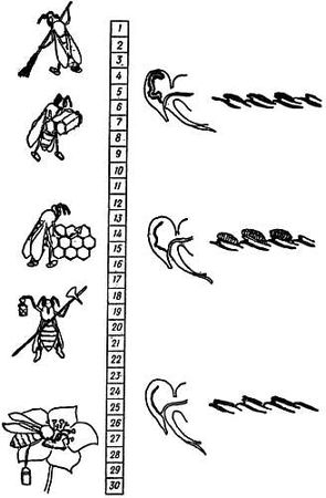 Рени Шовен - От пчелы до гориллы