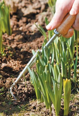 Лариса Петровская - Луковичные цветы: выбираем, выращиваем, наслаждаемся