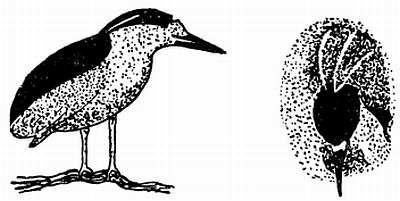 Рени Шовен - От пчелы до гориллы