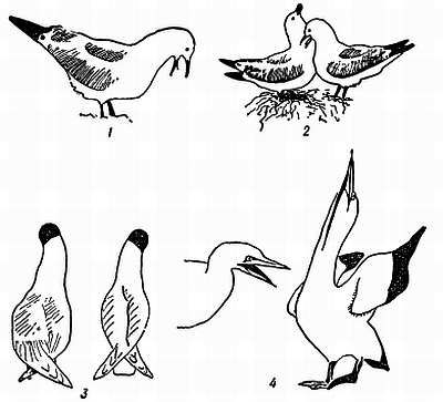 Рени Шовен - От пчелы до гориллы