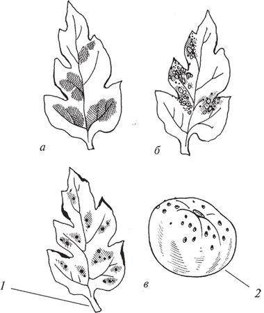 Сергей Кашин - Защита от болезней и вредителей сада и огорода. Эффективная...