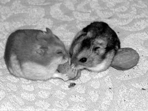 Дарья Нестерова - Хомячки