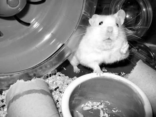 Дарья Нестерова - Хомячки