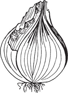 Сергей Кашин - Защита от болезней и вредителей сада и огорода. Эффективная...