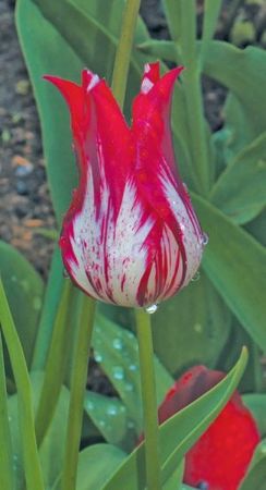 Лариса Петровская - Луковичные цветы: выбираем, выращиваем, наслаждаемся