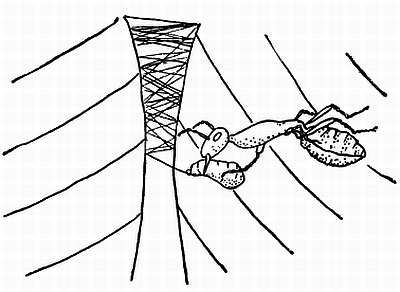 Рени Шовен - От пчелы до гориллы