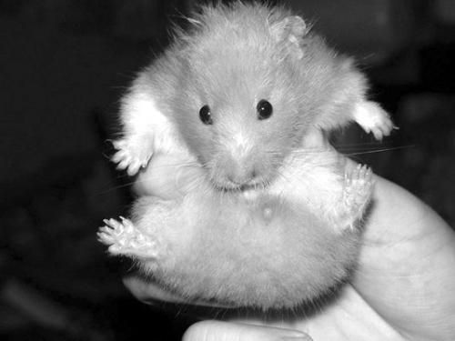 Дарья Нестерова - Хомячки