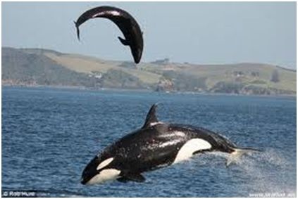 Владимир Коркош - Этот загадочный подводный мир