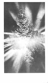 Павел Амнуэль - Клоны