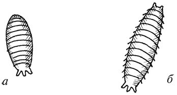 Сергей Кашин - Защита от болезней и вредителей сада и огорода. Эффективная...