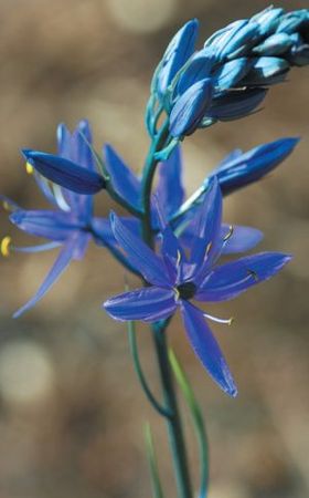 Лариса Петровская - Луковичные цветы: выбираем, выращиваем, наслаждаемся