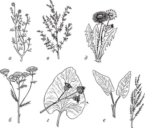 Сергей Кашин - Защита от болезней и вредителей сада и огорода. Эффективная...