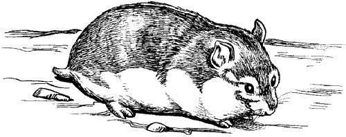 Дарья Нестерова - Хомячки