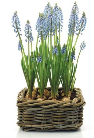 Лариса Петровская - Луковичные цветы: выбираем, выращиваем, наслаждаемся