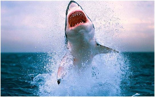 Владимир Коркош - Этот загадочный подводный мир