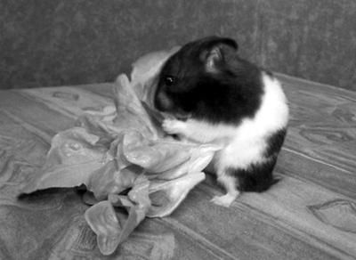 Дарья Нестерова - Хомячки