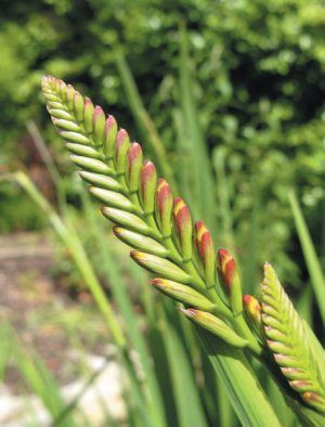 Лариса Петровская - Луковичные цветы: выбираем, выращиваем, наслаждаемся