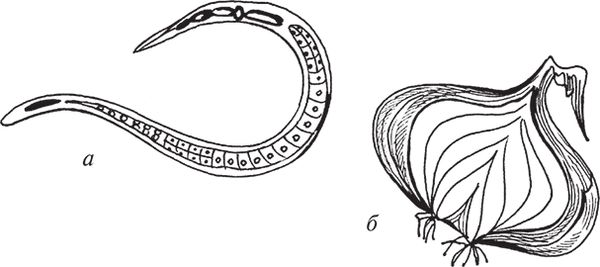 Сергей Кашин - Защита от болезней и вредителей сада и огорода. Эффективная...