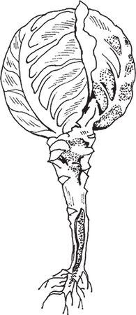 Сергей Кашин - Защита от болезней и вредителей сада и огорода. Эффективная...