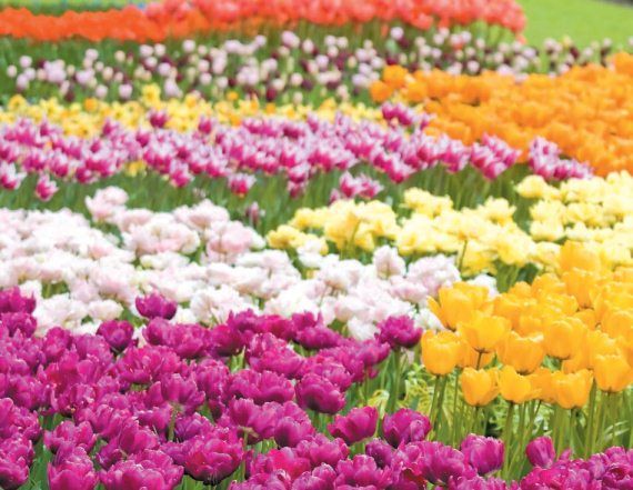 Лариса Петровская - Луковичные цветы: выбираем, выращиваем, наслаждаемся