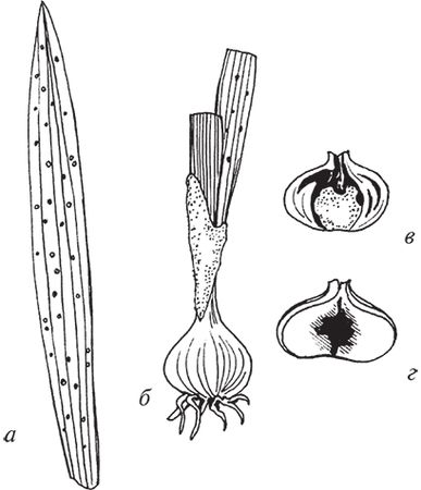 Сергей Кашин - Защита от болезней и вредителей сада и огорода. Эффективная...