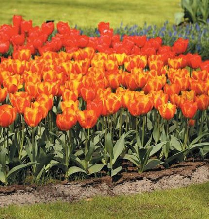 Лариса Петровская - Луковичные цветы: выбираем, выращиваем, наслаждаемся