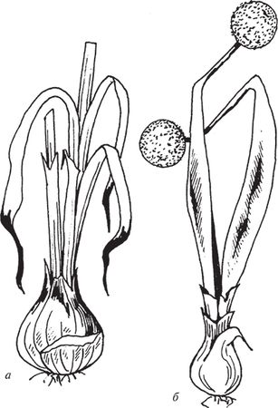 Сергей Кашин - Защита от болезней и вредителей сада и огорода. Эффективная...