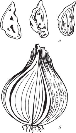 Сергей Кашин - Защита от болезней и вредителей сада и огорода. Эффективная...