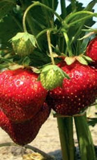 Владимир Щекин - Земляника на вашем участке