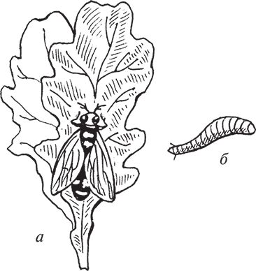 Сергей Кашин - Защита от болезней и вредителей сада и огорода. Эффективная...