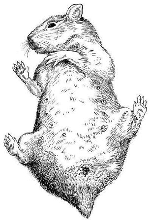 Дарья Нестерова - Хомячки