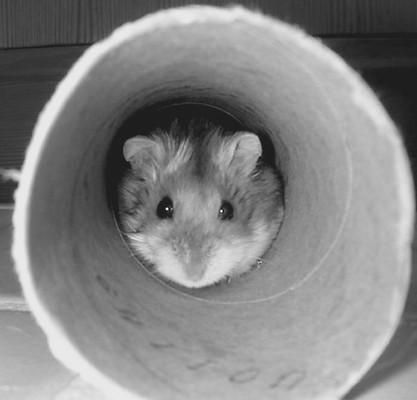 Дарья Нестерова - Хомячки