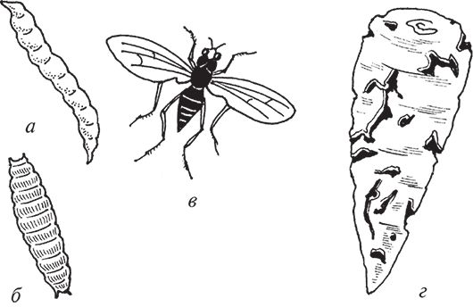 Сергей Кашин - Защита от болезней и вредителей сада и огорода. Эффективная...