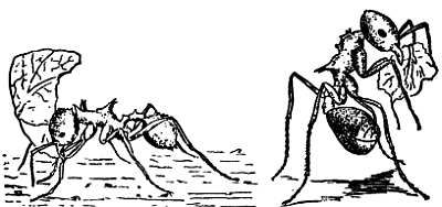 Рени Шовен - От пчелы до гориллы