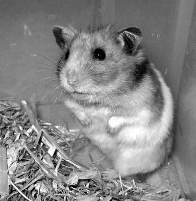 Дарья Нестерова - Хомячки