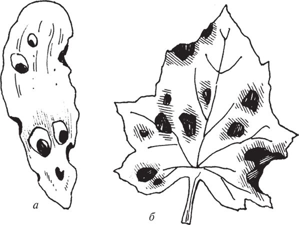 Сергей Кашин - Защита от болезней и вредителей сада и огорода. Эффективная...