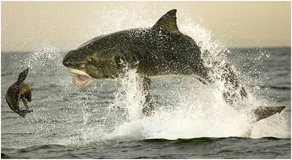 Владимир Коркош - Этот загадочный подводный мир