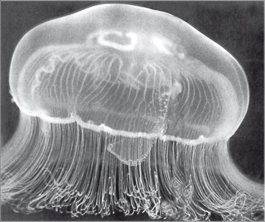 С. Каплун - Физика