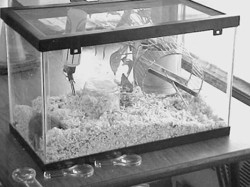 Дарья Нестерова - Хомячки